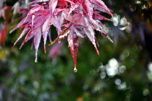 1-_DSC0007.JPG