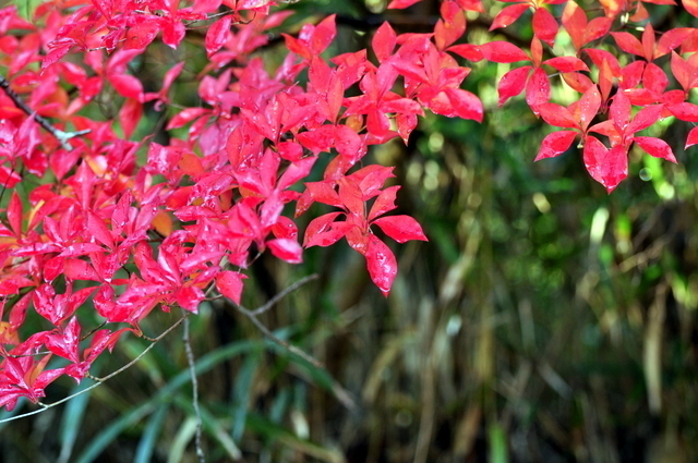 1-_DSC0089-001.JPG