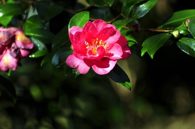1-_DSC0102.JPG