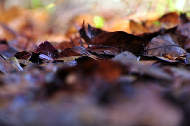 1-_DSC0107.JPG