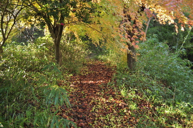 1-_DSC0137.JPG