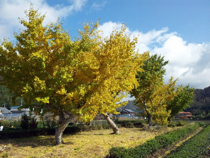 2012-11-18 12.10.01.jpg