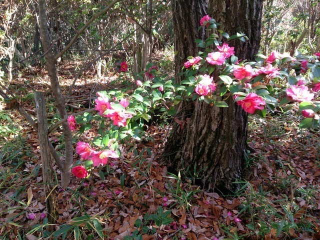 2014-11-30 10.33.09.jpg