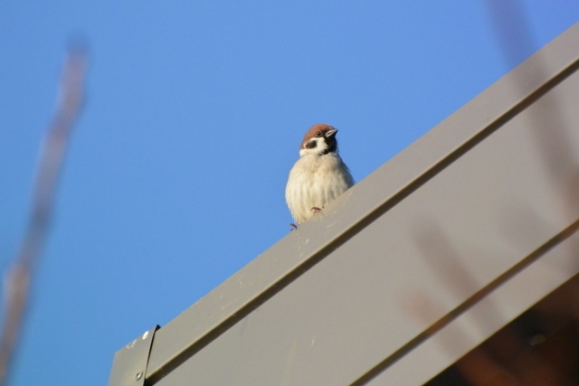 DSC_0005.JPG