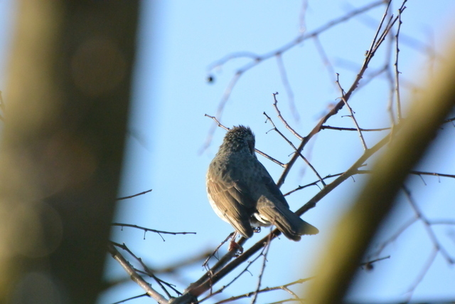 DSC_0025.JPG