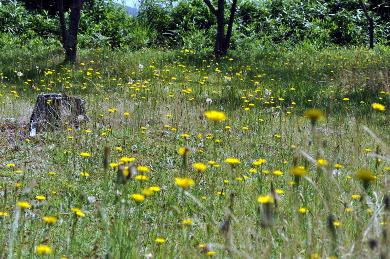 DSC_1221.JPG