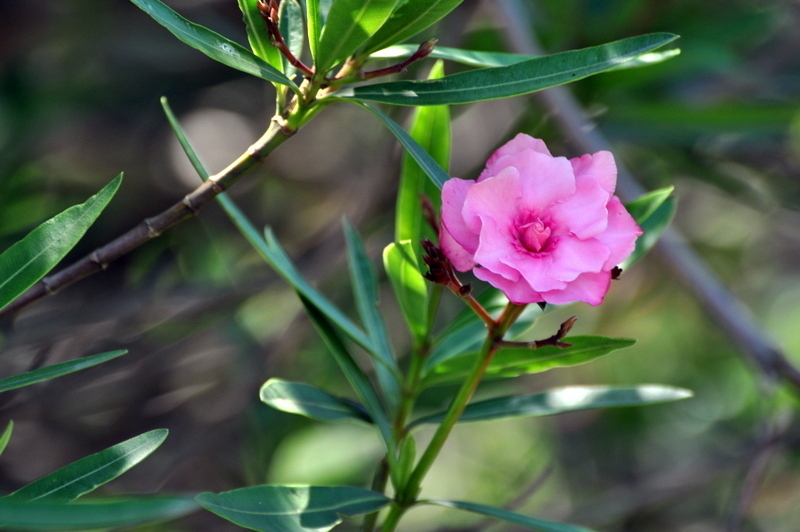 DSC_1510.JPG