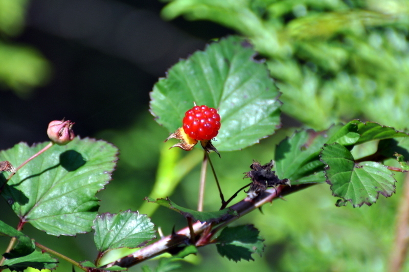 DSC_1734.JPG