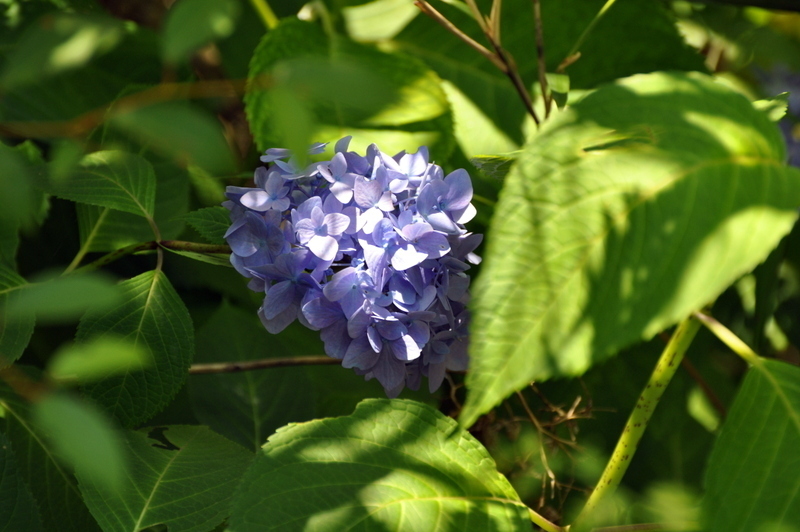 DSC_1847.JPG