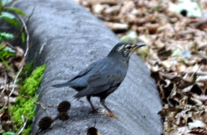 DSC_2259.JPG