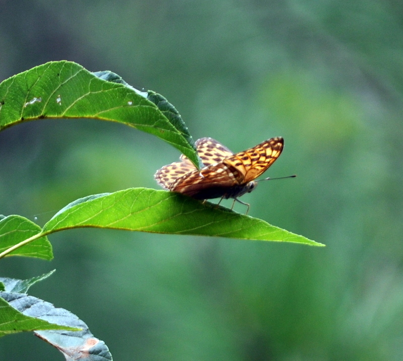DSC_2285.JPG