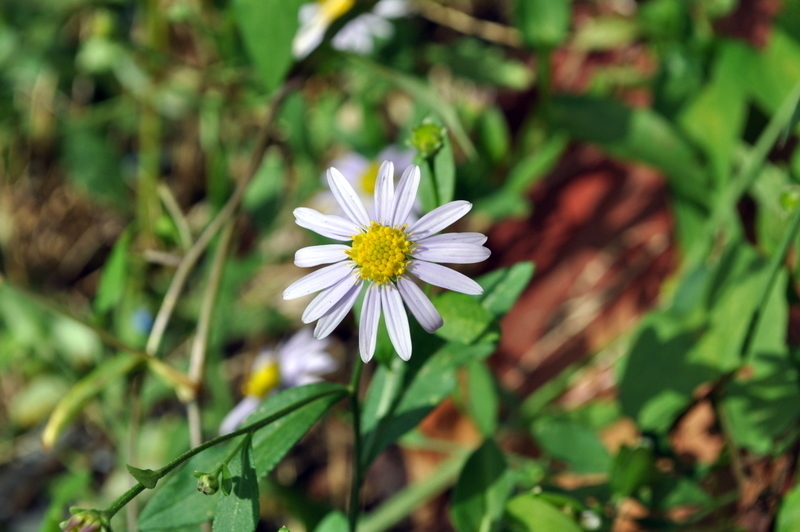 DSC_2476.JPG