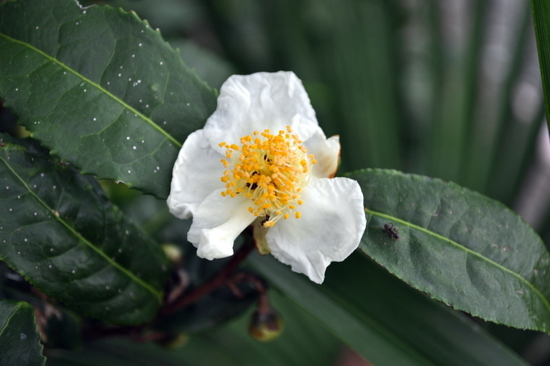 DSC_2740.JPG