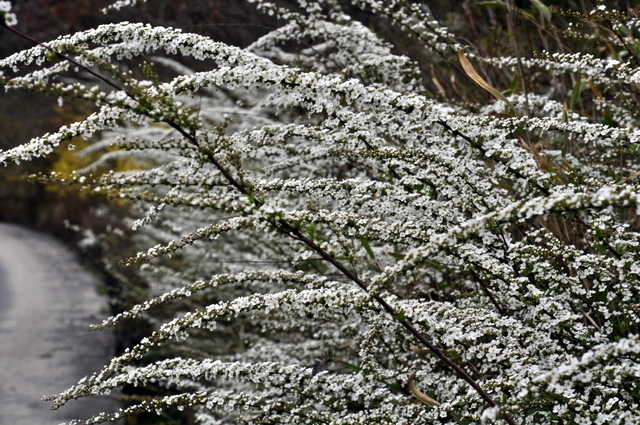 _DSC0126.JPG